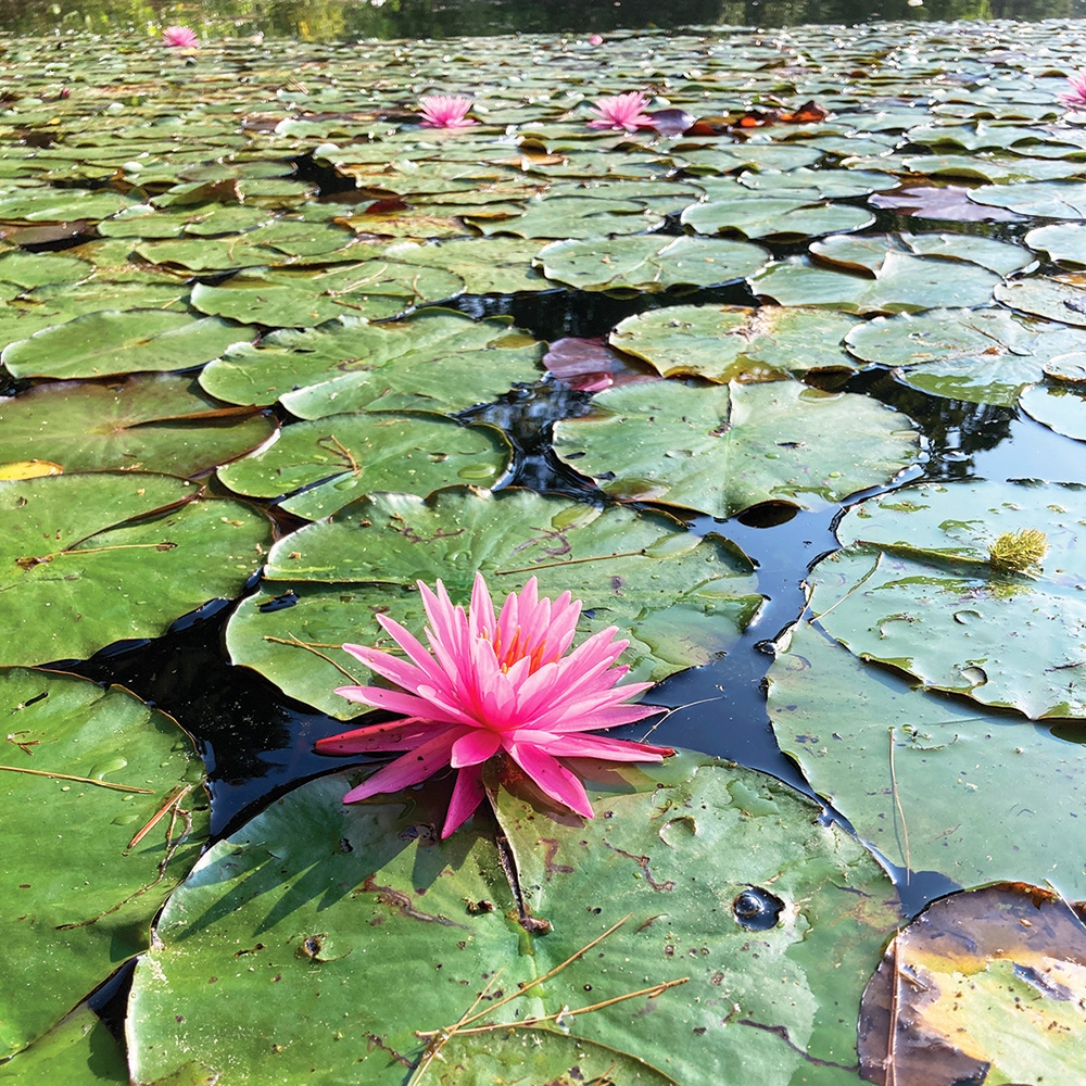 Lake Logan water lily